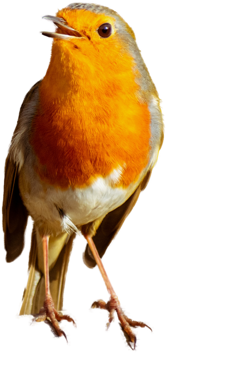 oiseau Robin volant en diff. couleurs, sFr. 3,60