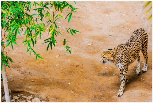 Photographic print of a cheetah from above. Cheetah is walking slowly & stealthily. 