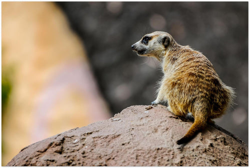 Meercat matte poster from the african wildlife collection by Sharasaur Photography