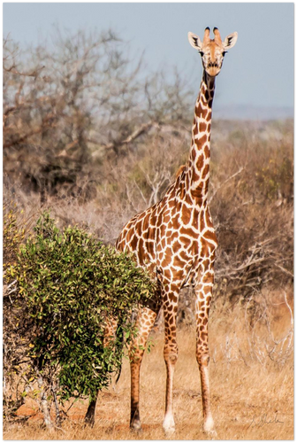 A poster of a Giraffe standing & facing the camera with the Karoo landscape in the background. 