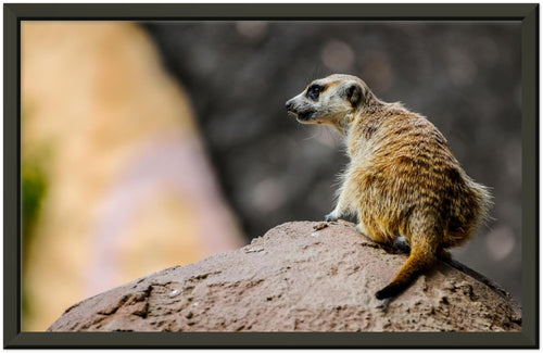 Black framed photo of a meercat sitting on a rock as he looks over his shoulder. 