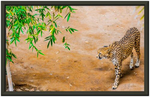 Black framed fine art print of a cheetah from above. Cheetah is walking slow & stealthily