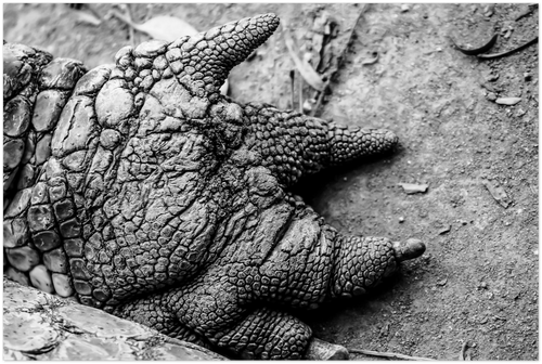 High contrast photographic print of a crocodile claw on the ground facing up to the sky. 