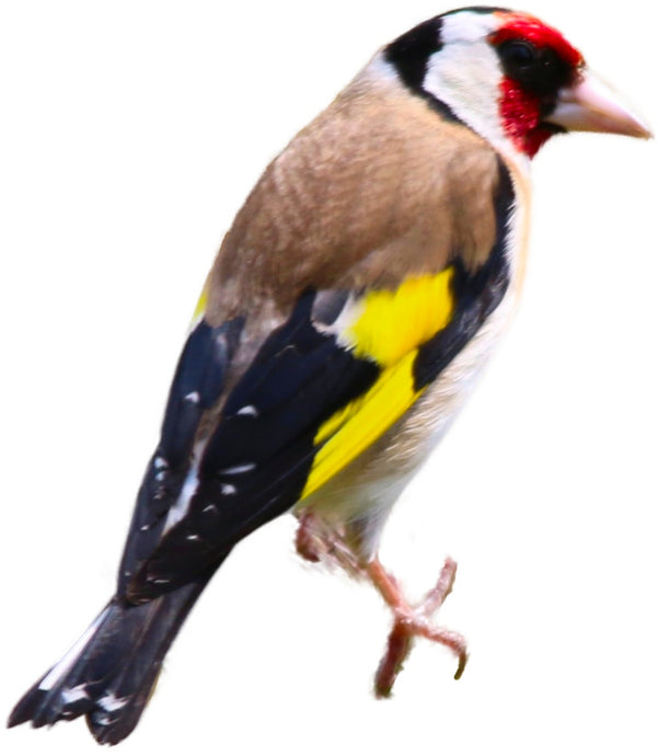 The European Goldfinch