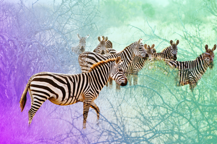 How did the Zebra get its Stripes?
