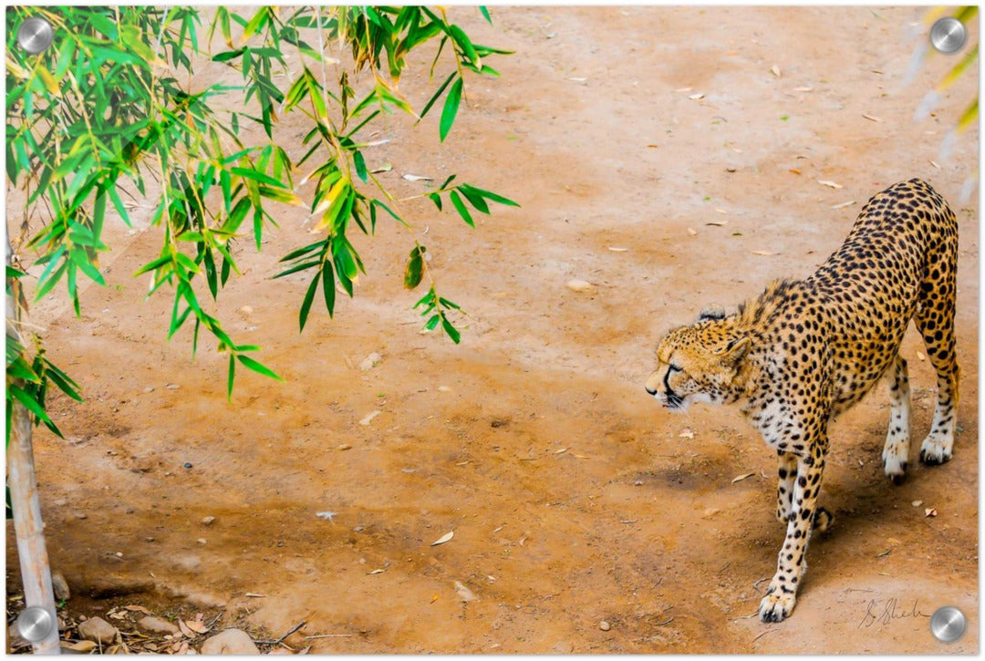 Fine Art print of a cheetah from above. Cheetah is walking slowly & stealthily. 12" x 18"