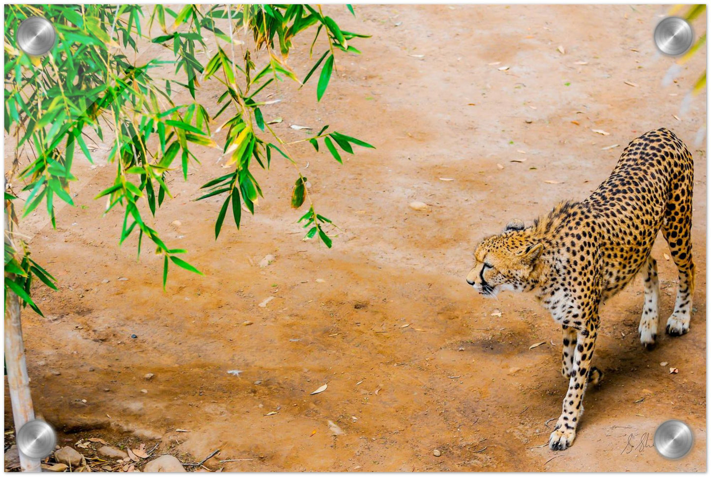 Fine Art print of a cheetah from above. Cheetah is walking slowly & stealthily. 8" x 12"