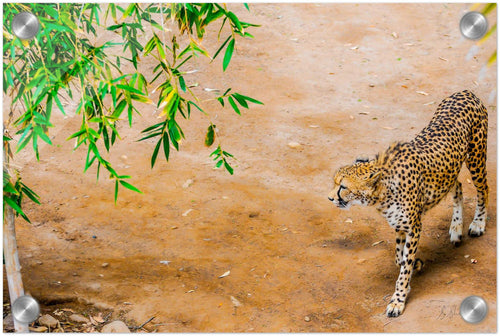 Fine Art print of a cheetah from above. Cheetah is walking slowly & stealthily. 8