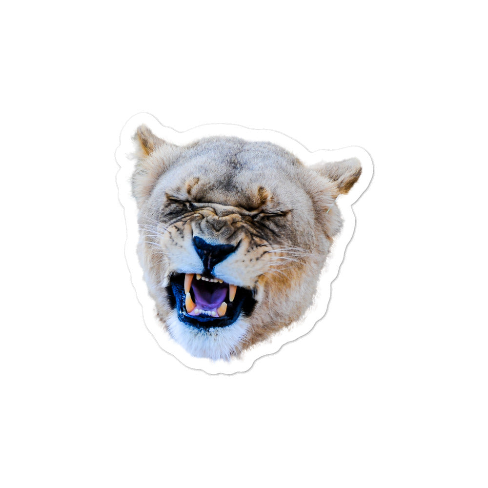 Yawning Lion Stickers (Bubble-free)