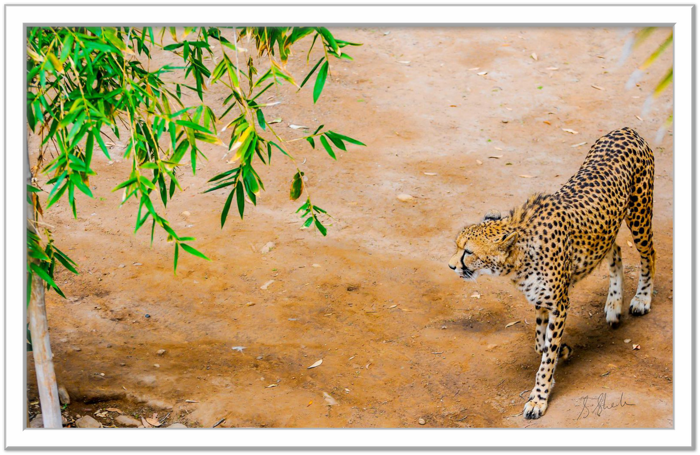 Silver framed fine art print of a cheetah from above. Cheetah is walking slow & stealthily