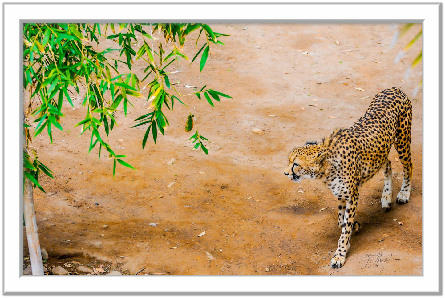 Silver framed fine art print of a cheetah from above. Cheetah is walking slow & stealthily