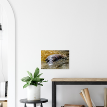 Load image into Gallery viewer, A home with a photographic poster of a pygmy hippo bathing in golden sun lit water on the wall. 

