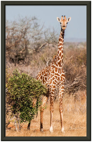 Black framed photo of a Giraffe standing in the Karoo landscape.