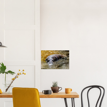 Load image into Gallery viewer, A kitchen with a photographic poster of a pygmy hippo bathing in golden sun lit water on the wall.
