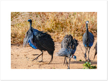 Load image into Gallery viewer, Guinea Fowl Fine Art
