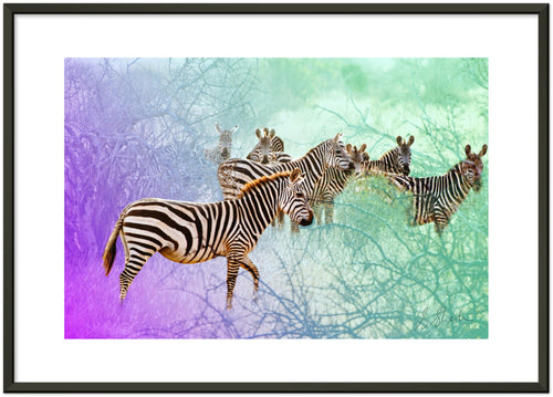 Surreal wildlife photography print. This photographic print is framed and has a herd of zebra. 