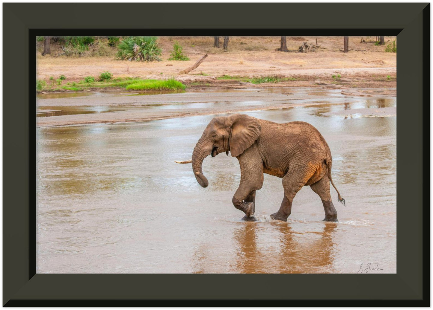 Black framed elephant photo of a red african elephant crossing a river with a little smirk. 