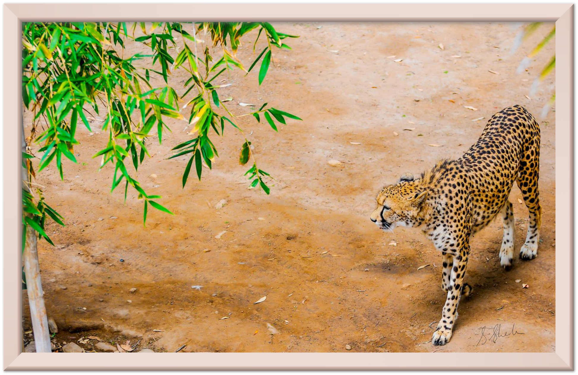 Bronze framed fine art print of a cheetah from above. Cheetah is walking slow & stealthily