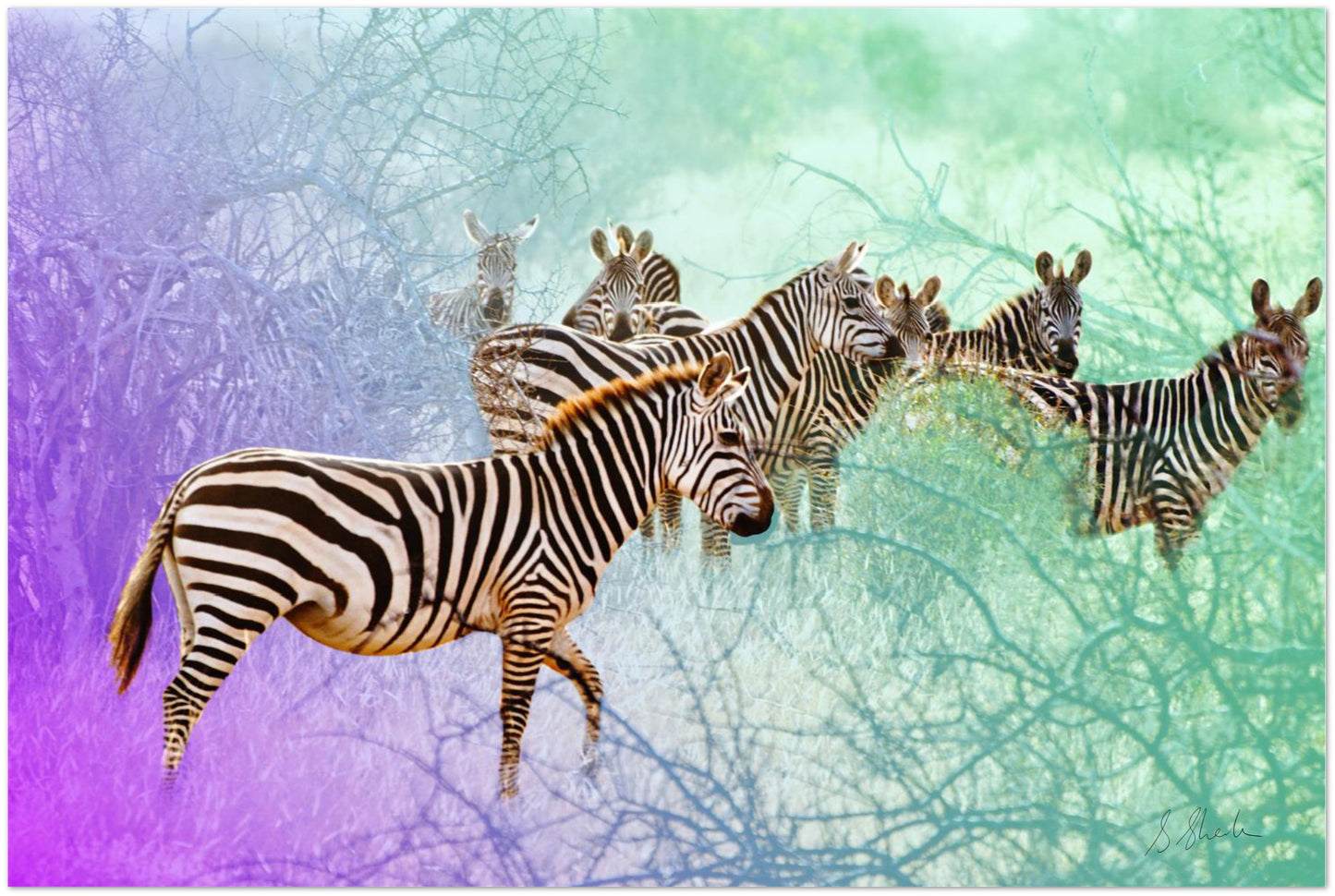 a herd of zebra in an otherworldly landscape in greens and purples. 