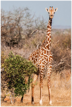 Load image into Gallery viewer, A poster of a Giraffe standing &amp; facing the camera with the Karoo landscape in the background. 
