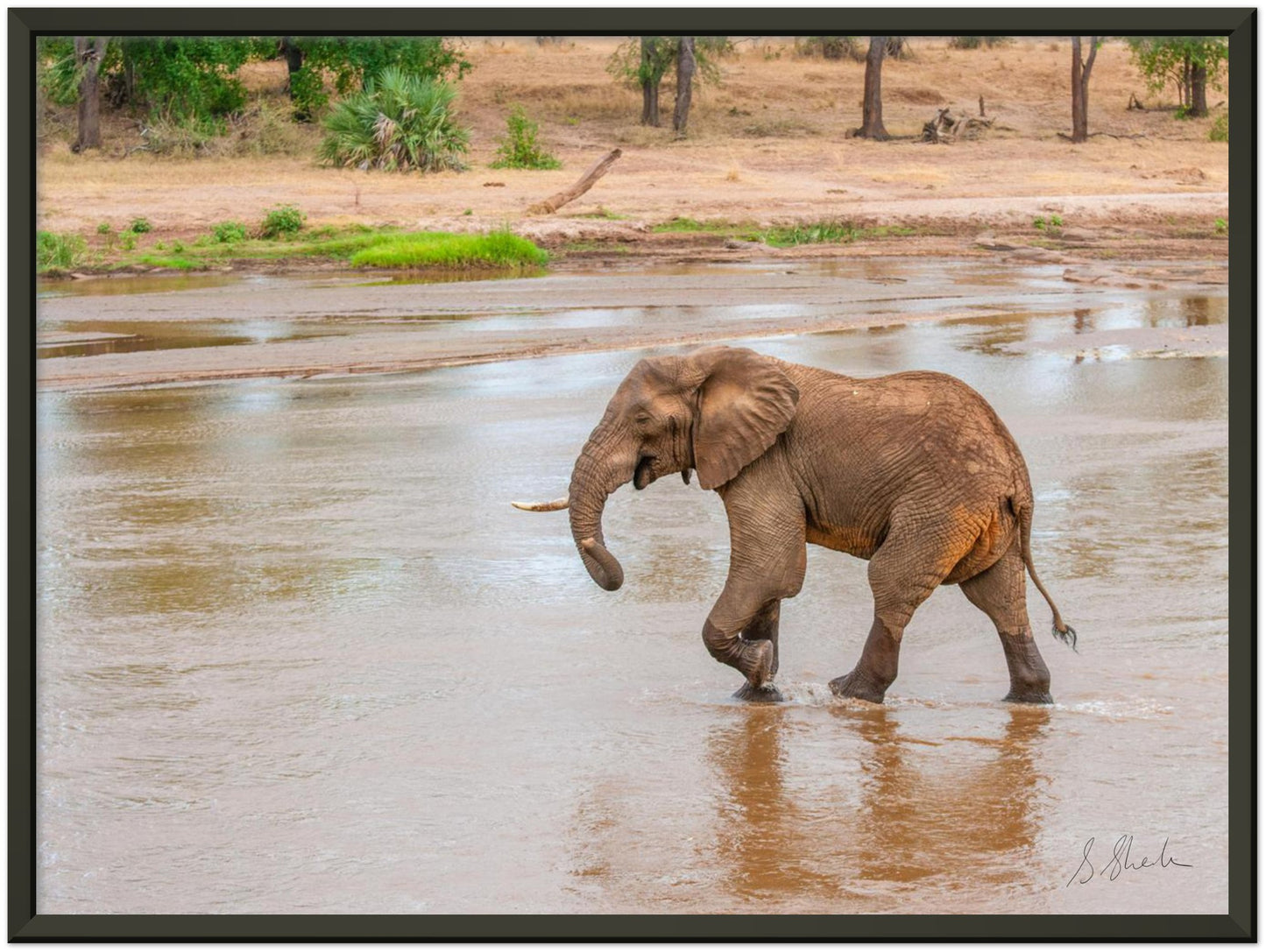 Black framed elephant photo of a red african elephant crossing a river with a little smirk. 