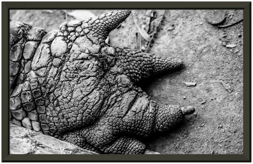 Black framed high contrast photographic print of a crocodile claw in black and white. 