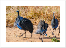 Load image into Gallery viewer, Vulturine Guinea Fowl Photography Print
