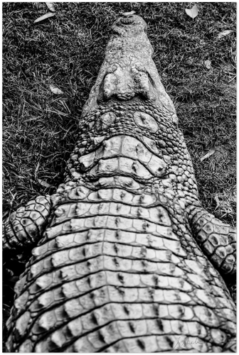 High contrast photographic print of a crocodile out of water. View from over his shoulder. 