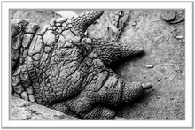 Load image into Gallery viewer, Silver framed high contrast photographic print of a crocodile claw in black and white. 
