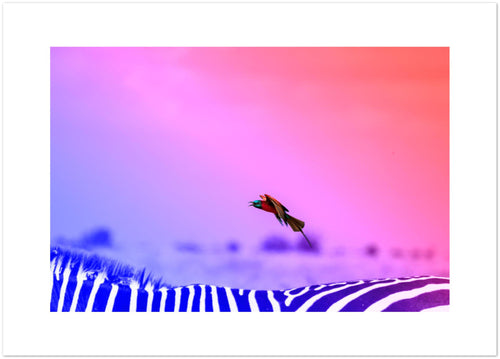 Photographic print of a carmine bee eater flying over a zebra's back in a surreal landscape. 