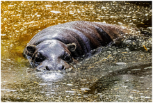 Load image into Gallery viewer, A photographic poster of a pygmy hippo bathing in golden sun lit water. 
