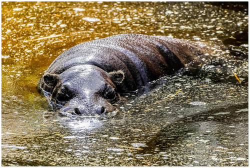 A photographic poster of a pygmy hippo bathing in golden sun lit water. 