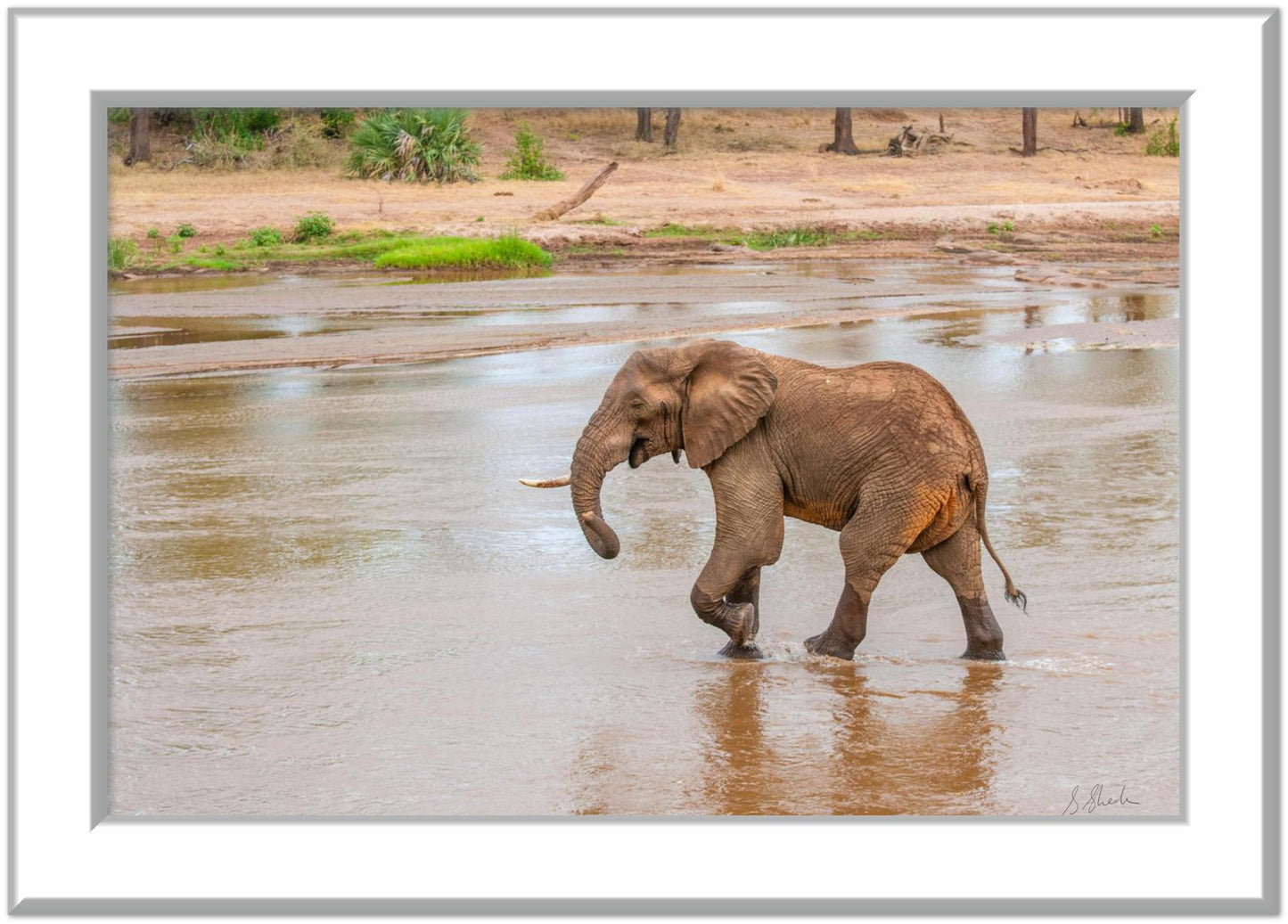 Silver framed elephant photo of a red african elephant crossing a river with a little smirk. 