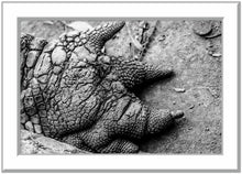 Load image into Gallery viewer, Silver Framed high contrast photographic print of a crocodile claw in black &amp; white. 
