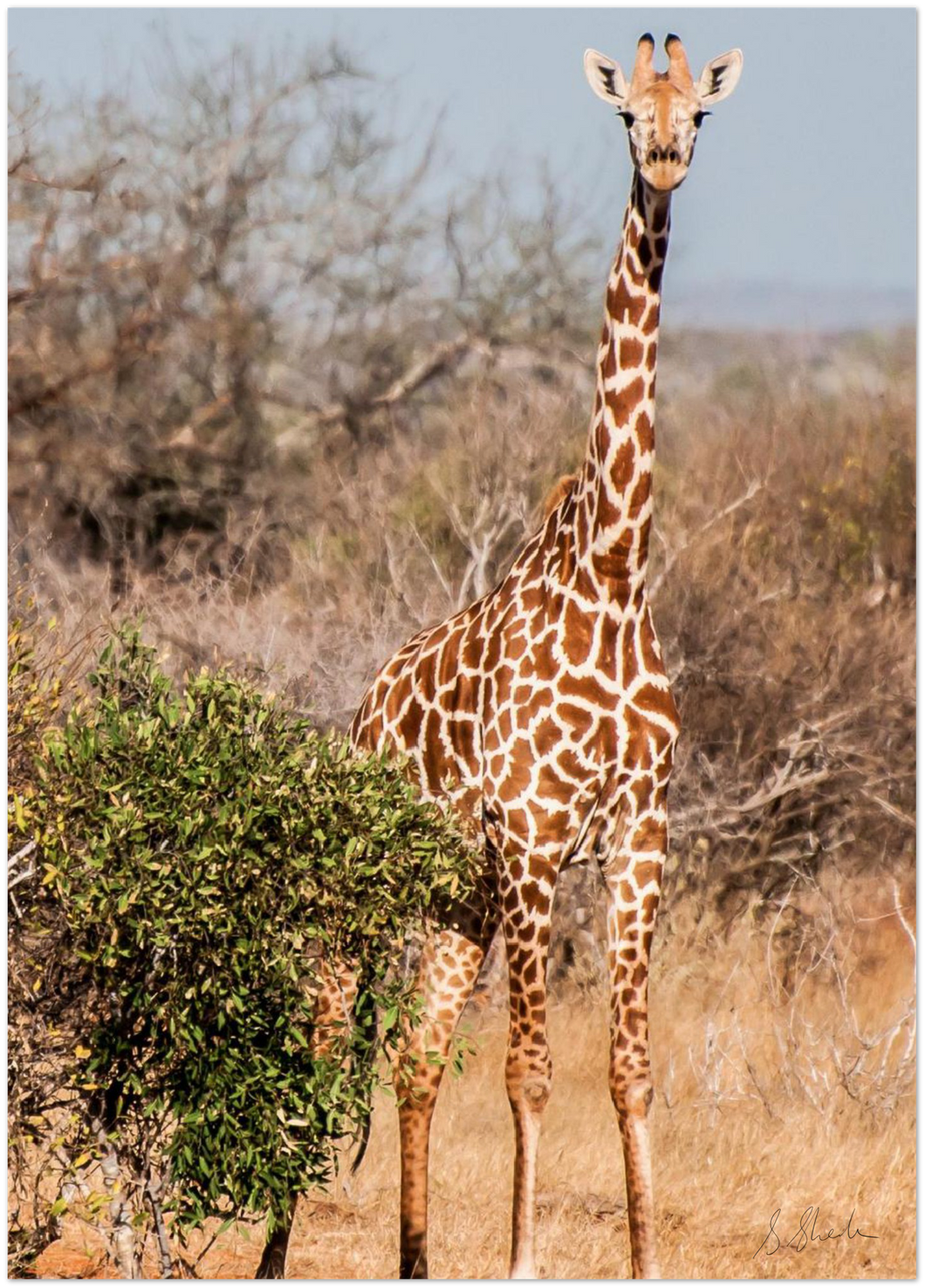 A poster of a Giraffe standing & facing the camera with the Karoo landscape.