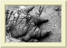 Load image into Gallery viewer, Gold framed high contrast photographic print of a crocodile claw in black and white. 
