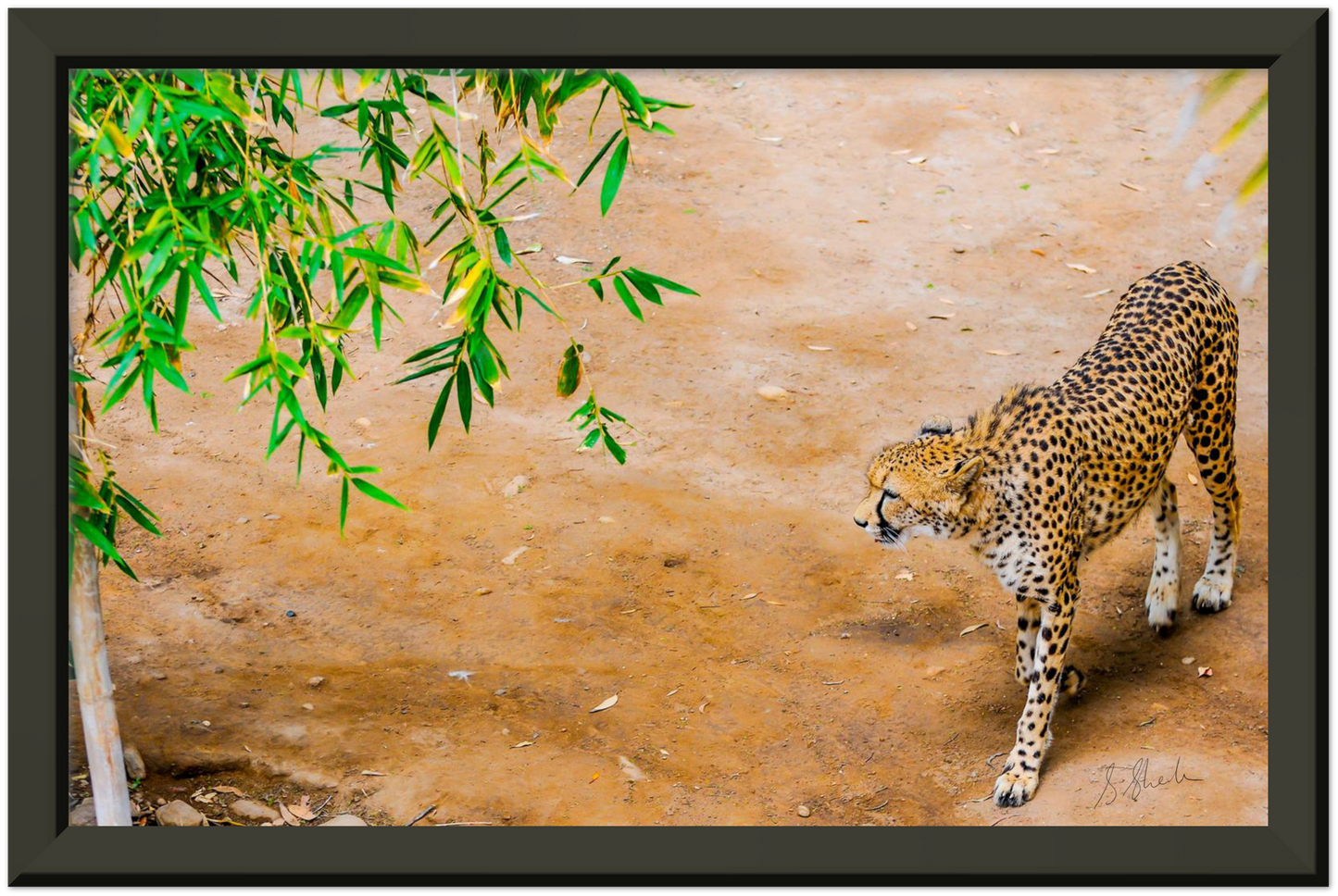 Black framed fine art print of a cheetah from above. Cheetah is walking slow & stealthily