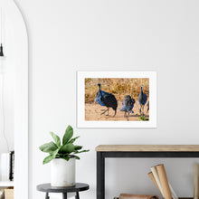 Load image into Gallery viewer, Vulturine Guinea Fowl Photography Print on a hallway wall
