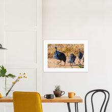 Load image into Gallery viewer, Vulturine Guinea Fowl Photography 
