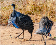 Load image into Gallery viewer, Guinea Fowl Photography 

