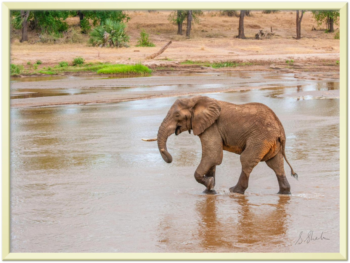 Gold framed elephant photo of a red african elephant crossing a river with a little smirk. 