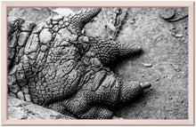 Load image into Gallery viewer, Copper framed high contrast photographic print of a crocodile claw in black and white. 
