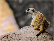 Load image into Gallery viewer, Meercat matte poster from the african wildlife collection by Sharasaur Photography
