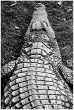 Load image into Gallery viewer, High contrast photographic print of a crocodile out of water. View from over his shoulder. 

