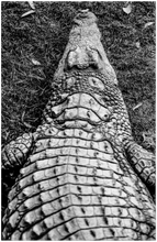 Load image into Gallery viewer, High contrast photographic print of a crocodile out of water. View from over his shoulder. 
