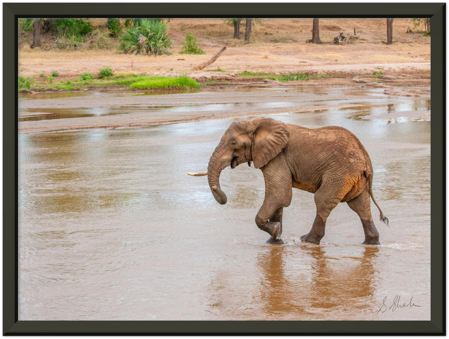 Black framed elephant photo of a red african elephant crossing a river with a little smirk. 