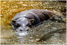 Load image into Gallery viewer, A photographic poster of a pygmy hippo bathing in golden sun lit water. 
