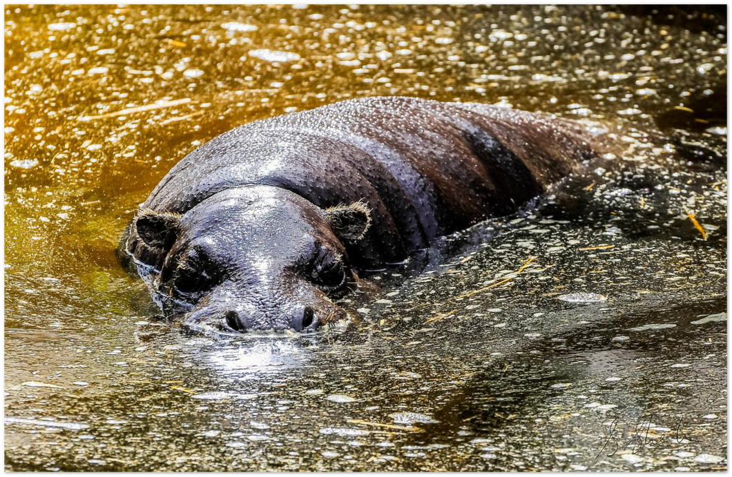 A photographic poster of a pygmy hippo bathing in golden sun lit water. 