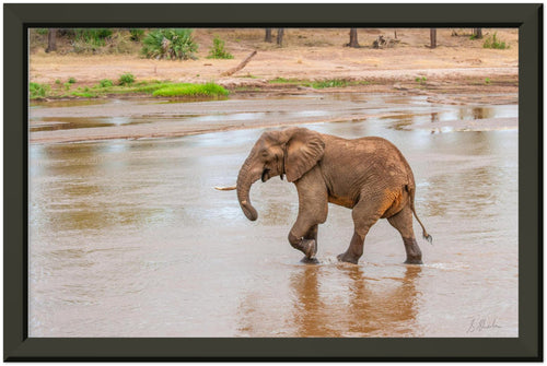 Black framed elephant photo of a red african elephant crossing a river with a little smirk. 
