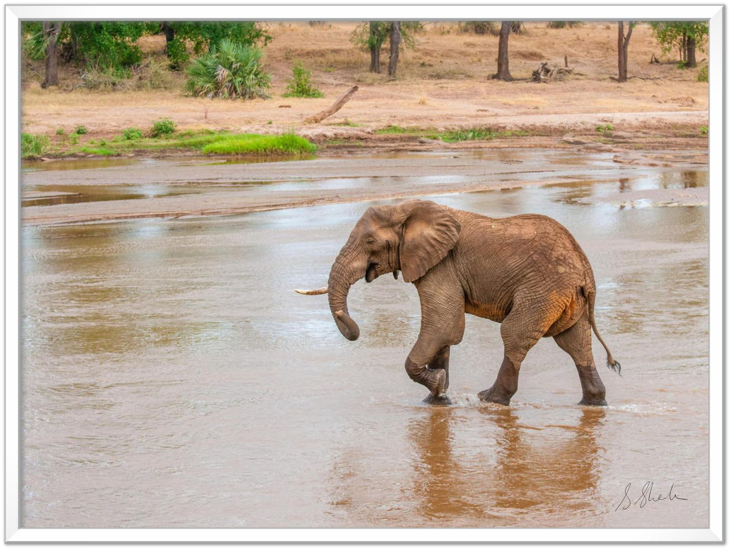 Silver framed elephant photo of a red african elephant crossing a river with a little smirk. 